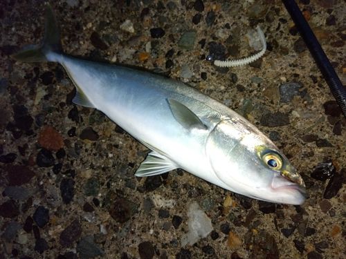 コゾクラの釣果