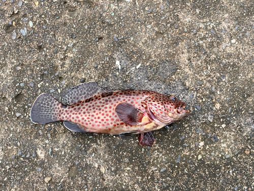 ノミノクチの釣果