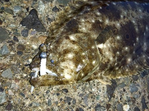 ヒラメの釣果