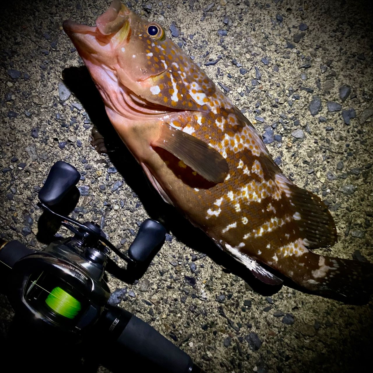 MajorCraft 23ロックライバー 5G RV5-852H/Bの最安値・インプレ