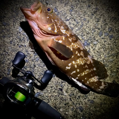 キジハタの釣果