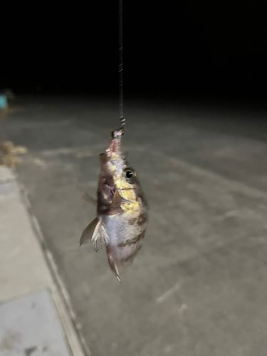 メバルの釣果