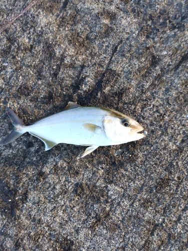 ネリゴの釣果