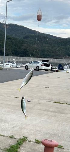 サバの釣果