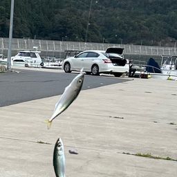 サバ