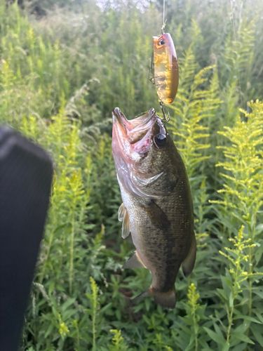 ブラックバスの釣果