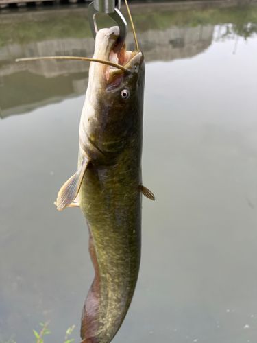 ナマズの釣果