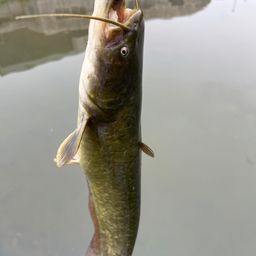 ナマズ