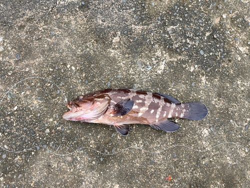 クエの釣果