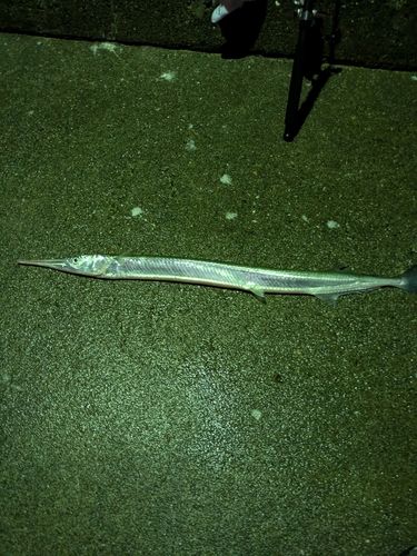 紀伊水道