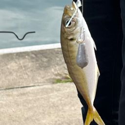 アジ