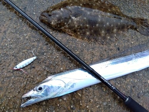 タチウオの釣果