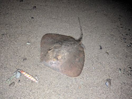アカエイの釣果