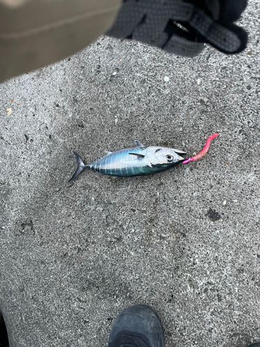 釣果