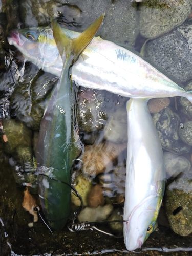 ツバイソの釣果