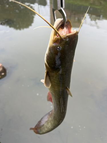 ナマズの釣果