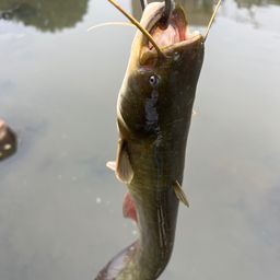 ナマズ