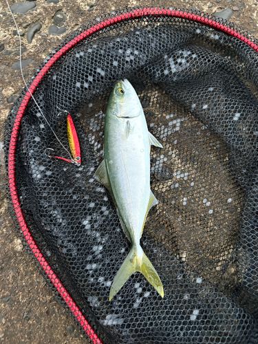 ツバスの釣果