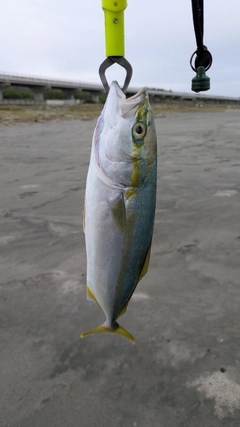 ワカシの釣果