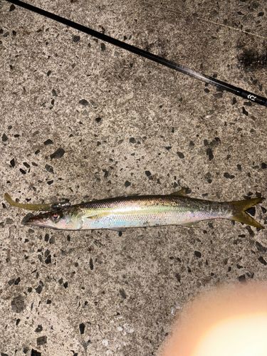 カマスの釣果