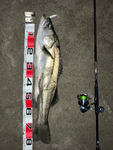 シーバスの釣果