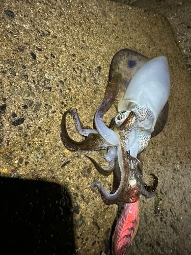 アオリイカの釣果