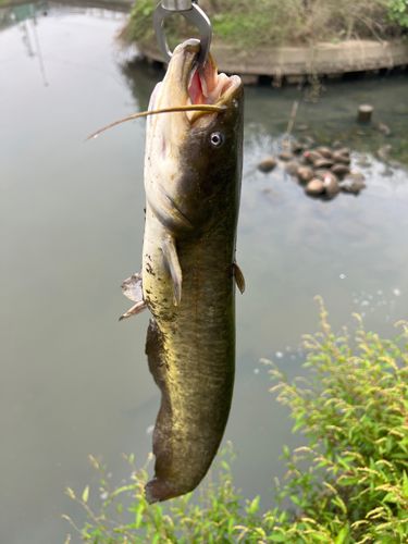 ナマズの釣果
