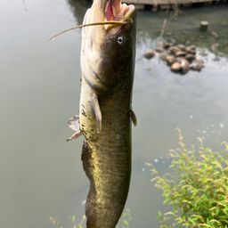ナマズ