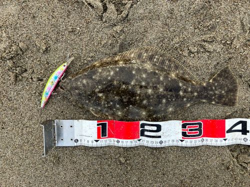 ヒラメの釣果
