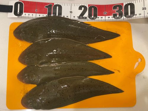 シタビラメの釣果