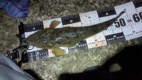 マゴチの釣果