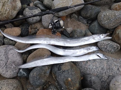 タチウオの釣果
