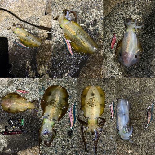 アオリイカの釣果