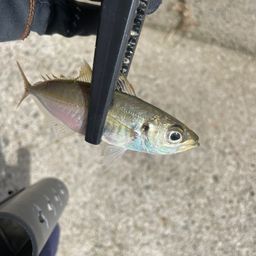 アジ