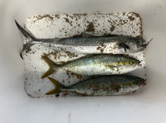 ワカシの釣果