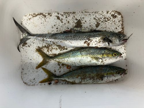 ワカシの釣果