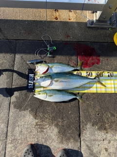 メジロの釣果