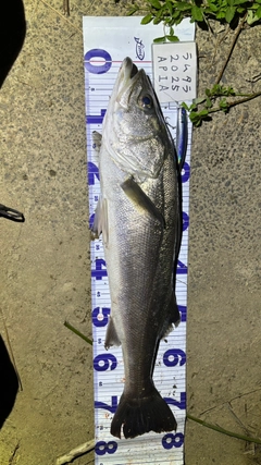 シーバスの釣果