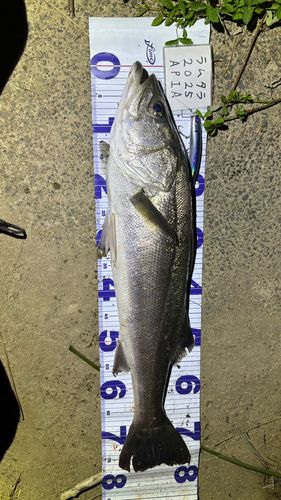 シーバスの釣果