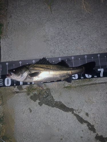 シーバスの釣果