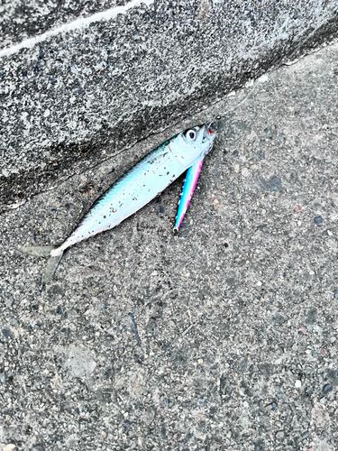 サバの釣果