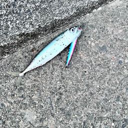 サバ
