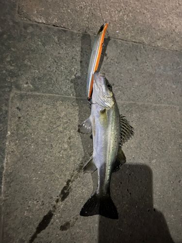 セイゴ（マルスズキ）の釣果