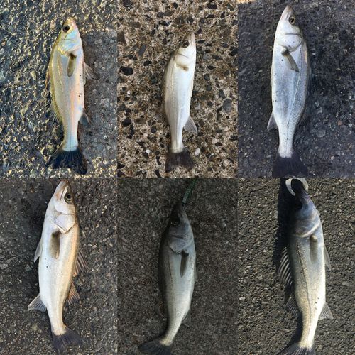 セイゴ（マルスズキ）の釣果