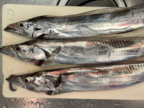タチウオの釣果