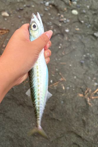 サバの釣果