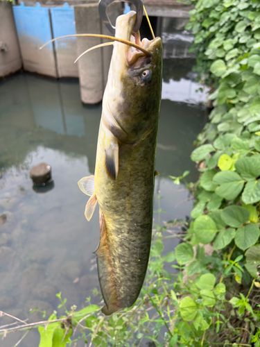 ナマズの釣果