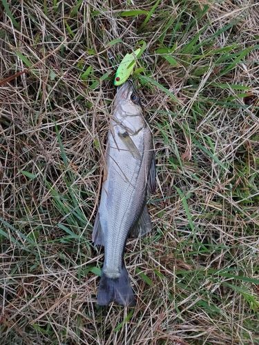 セイゴ（マルスズキ）の釣果
