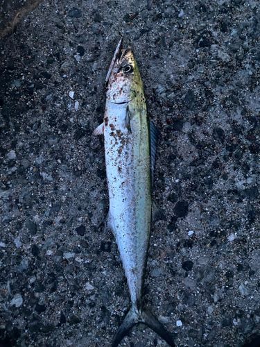 サゴシの釣果