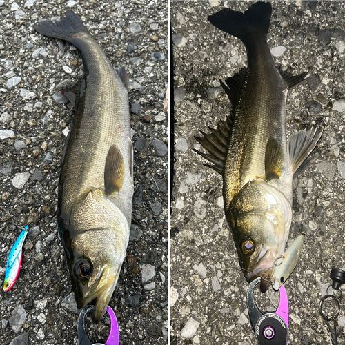 シーバスの釣果